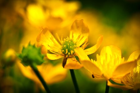 Blossom bloom nature photo