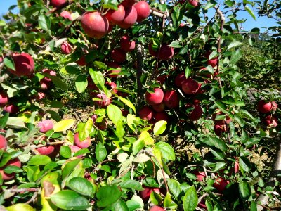 Apples at Hillview Farms in New Jersey October 2016 3