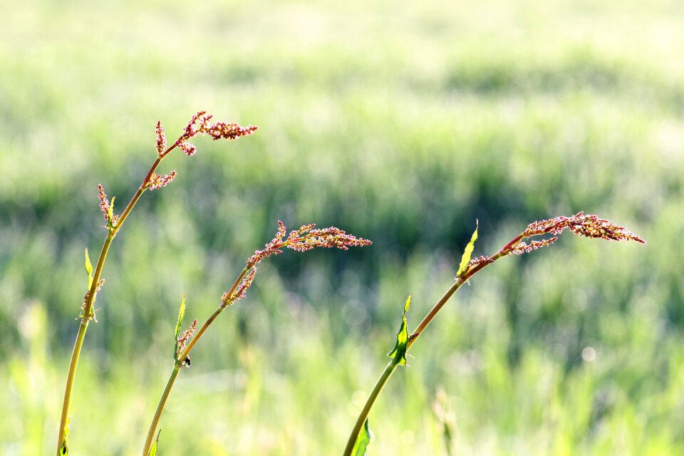 Grass flowers nature photo