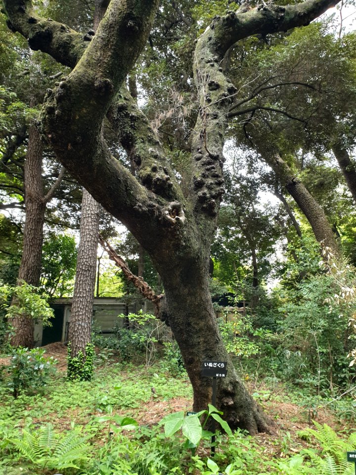 April plants at Institute for Nature Study 25