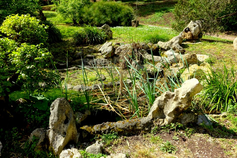 Aquatic plants - Orto botanico - Rome, Italy - DSC00122