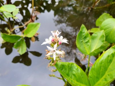 April plants at Institute for Nature Study 18