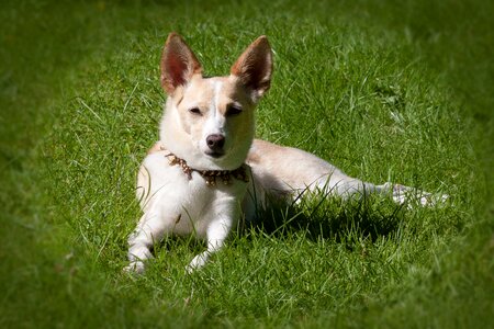Chihuahua wind dog like white