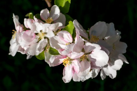 Apple blossoms on a low branch