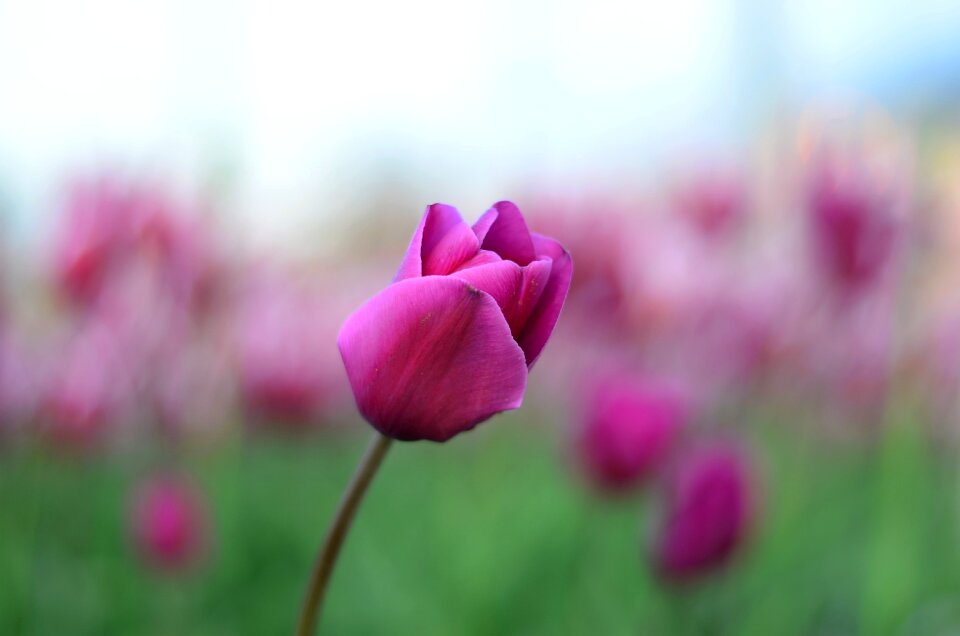 Close-up beautiful spring photo