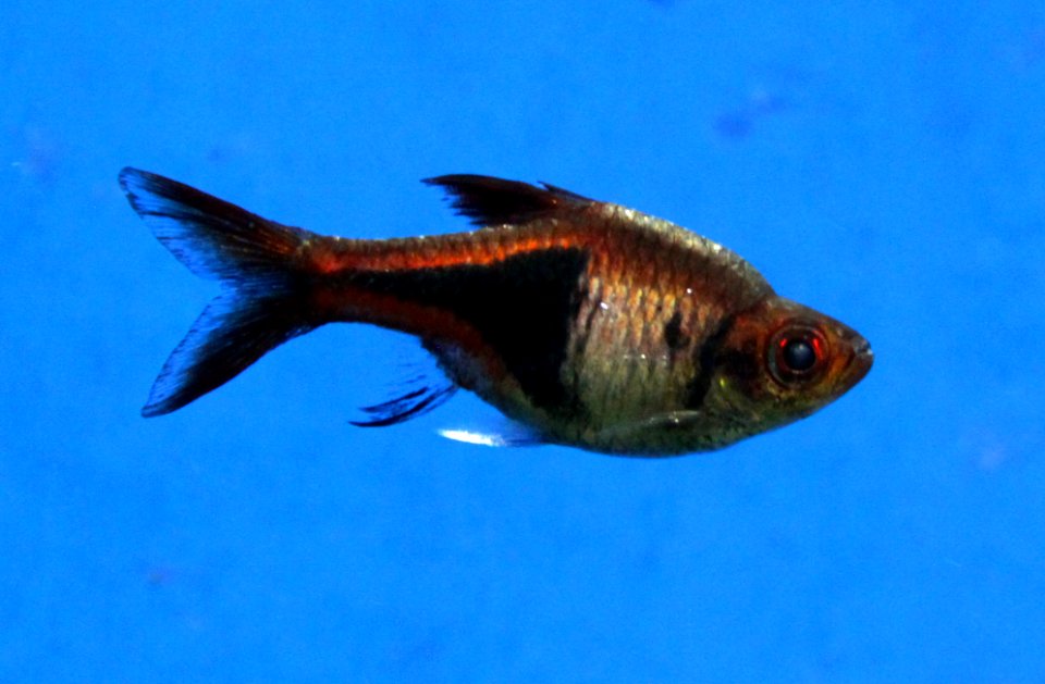 Aquarium tropical de Pierrefitte-Nestalas 03082018 Trigonostigma heteromorpha 1
