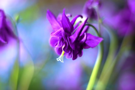 Aquilegia (221696029) photo