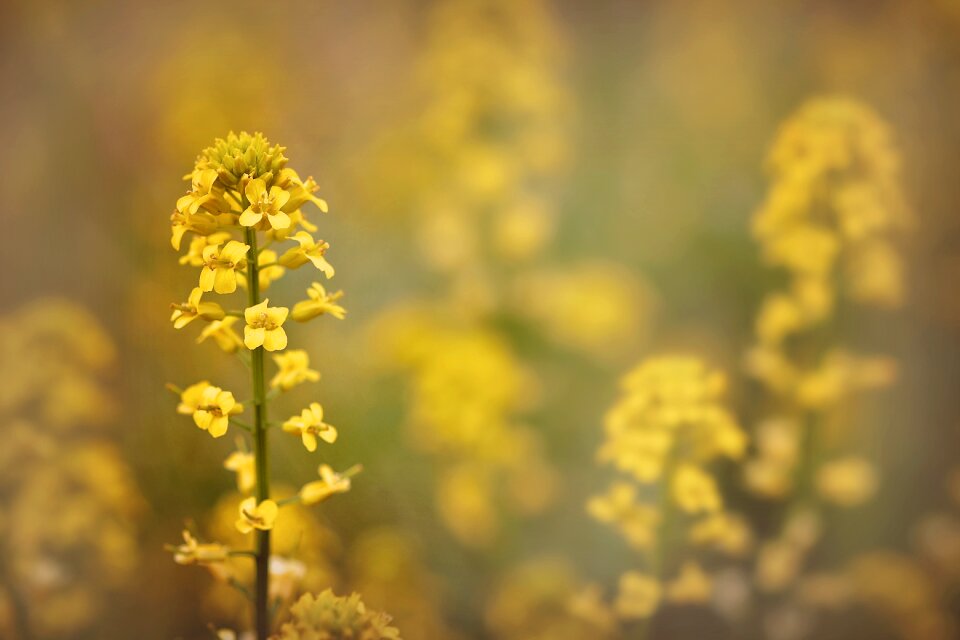 Spring flower nature green