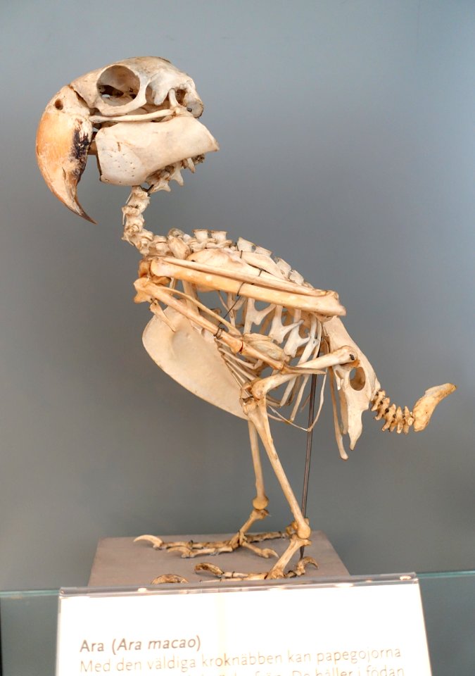 Ara macao - Swedish Museum of Natural History - Stockholm, Sweden - DSC00675