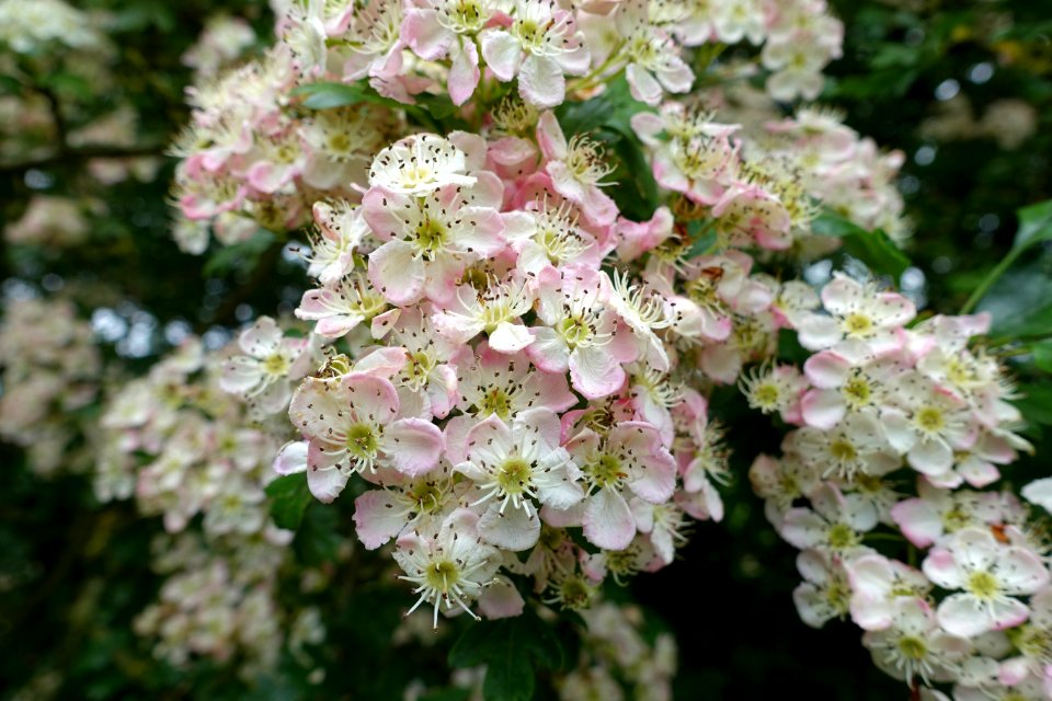 Apple blossoms - Fountains Abbey - North Yorkshire, England - DSC00507