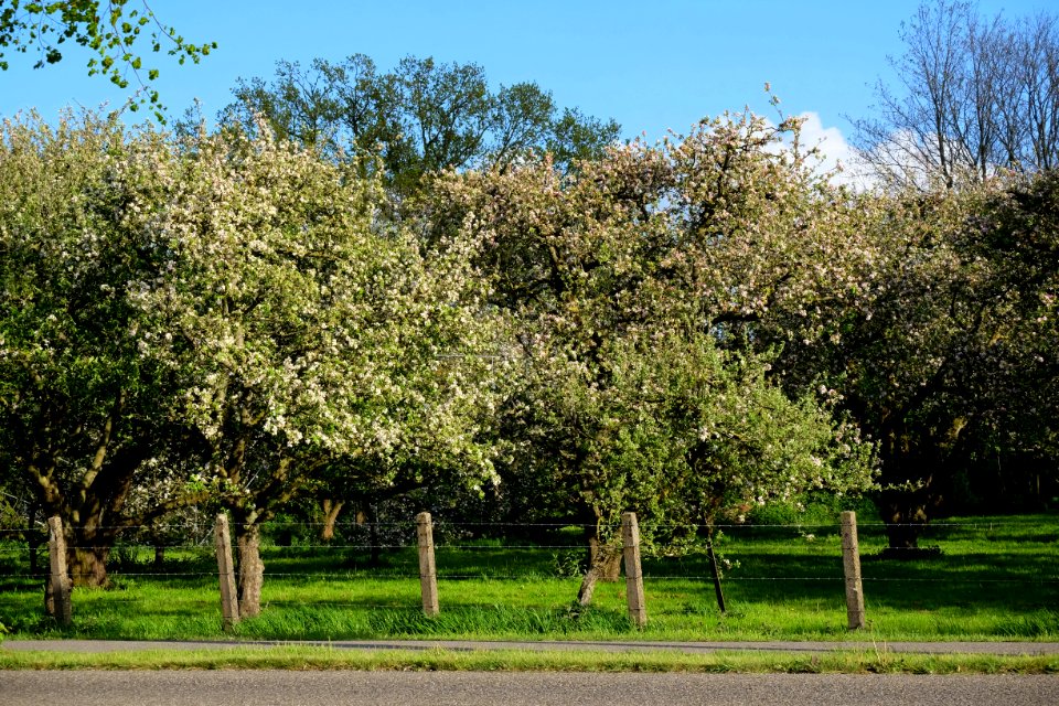 Apple blossom time in Bemmel