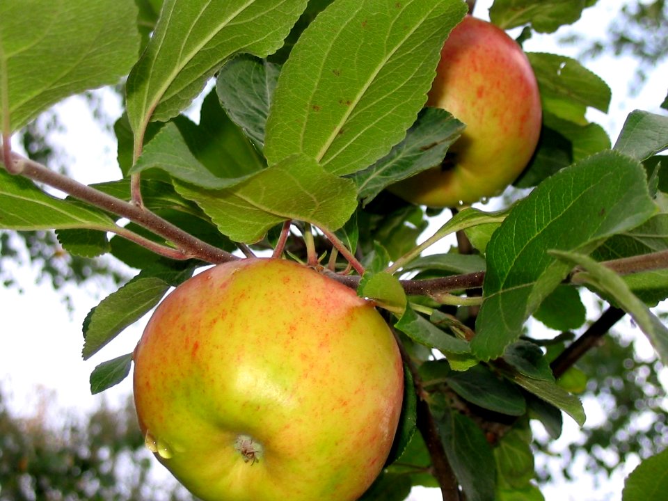 Apple tree Oulu 20040828