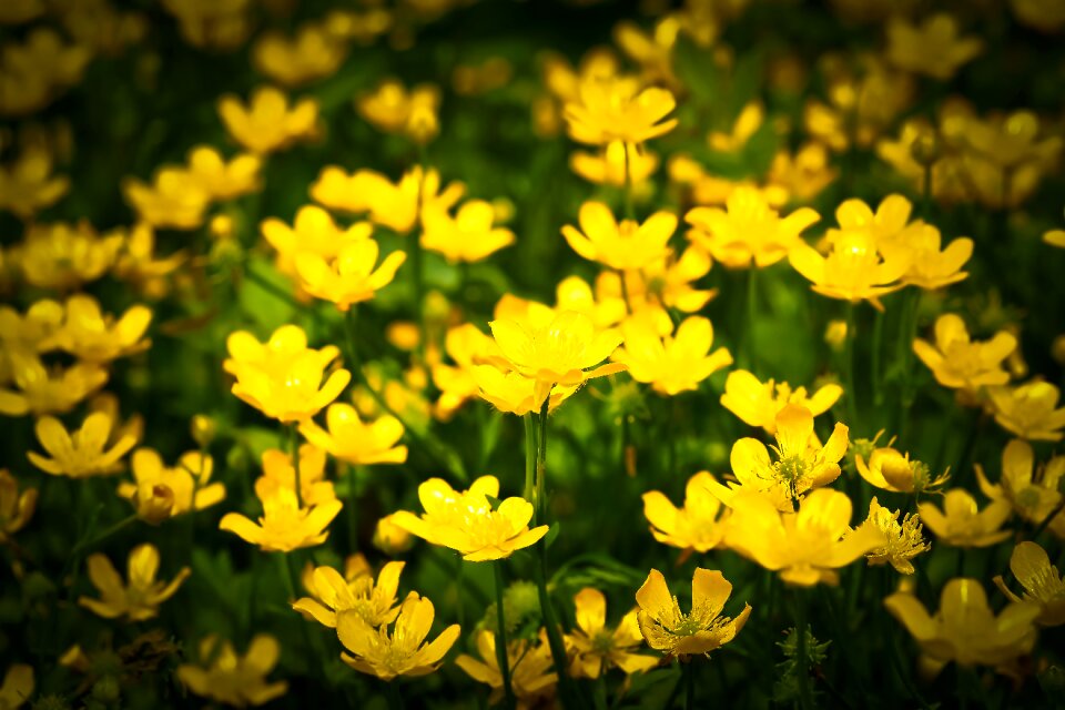 Blossom bloom nature