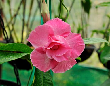 Blooming garden blossom