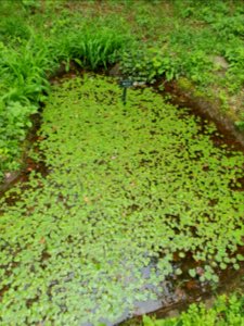 April plants at Institute for Nature Study 10