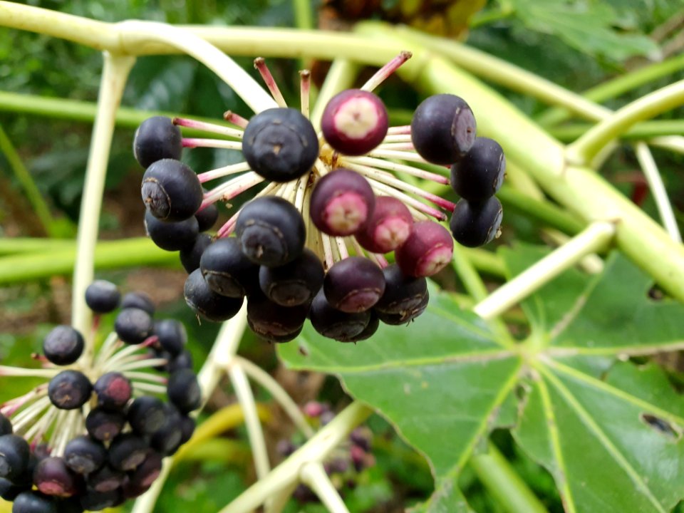 April plants at Institute for Nature Study 21