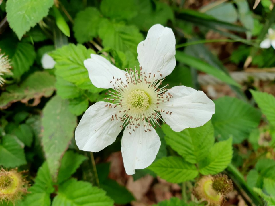April plants at Institute for Nature Study 16