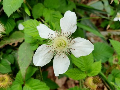 April plants at Institute for Nature Study 16