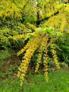 April plants at Institute for Nature Study 19