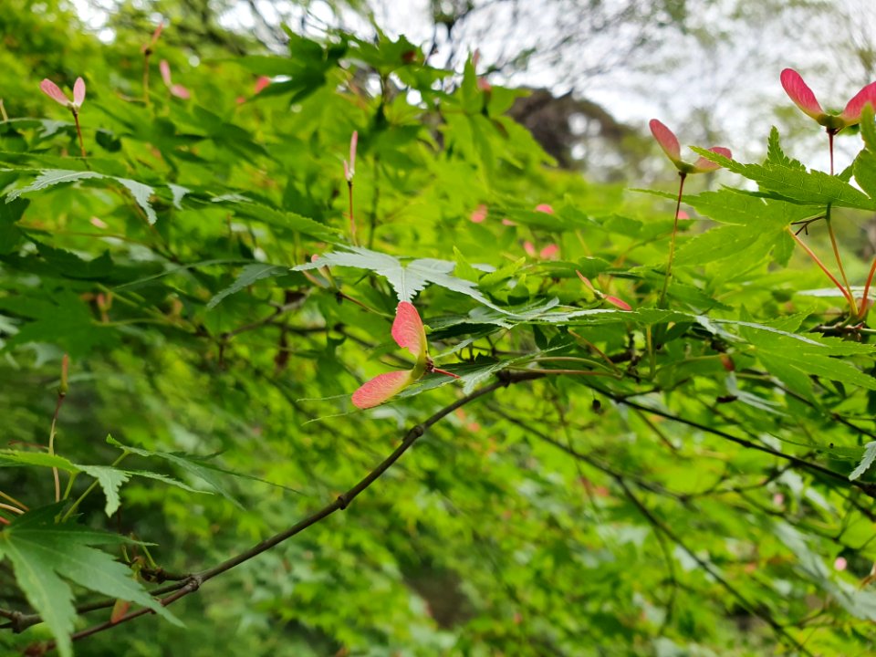 April plants at Institute for Nature Study 6