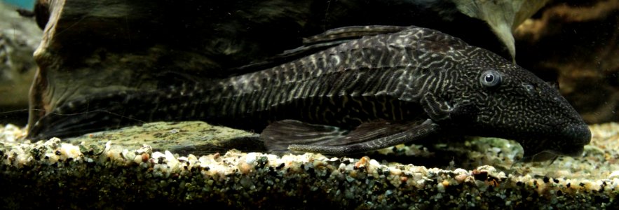 Aquarium tropical de Pierrefitte-Nestalas 03082018 Pléco 1
