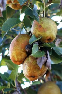 Apples in Fayetteville, AR