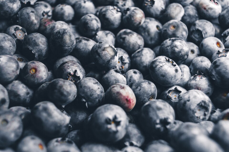 Blueberries close-up confection