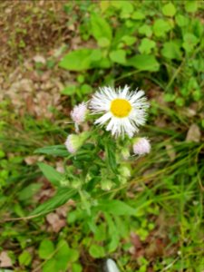 April plants at Institute for Nature Study 17