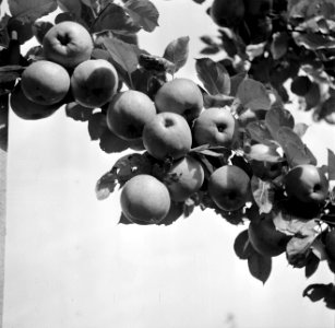 Appelboom in kwekerij de Olmenhorst in Abbenes, Bestanddeelnr 254-5337