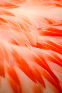 Background orange plumage
