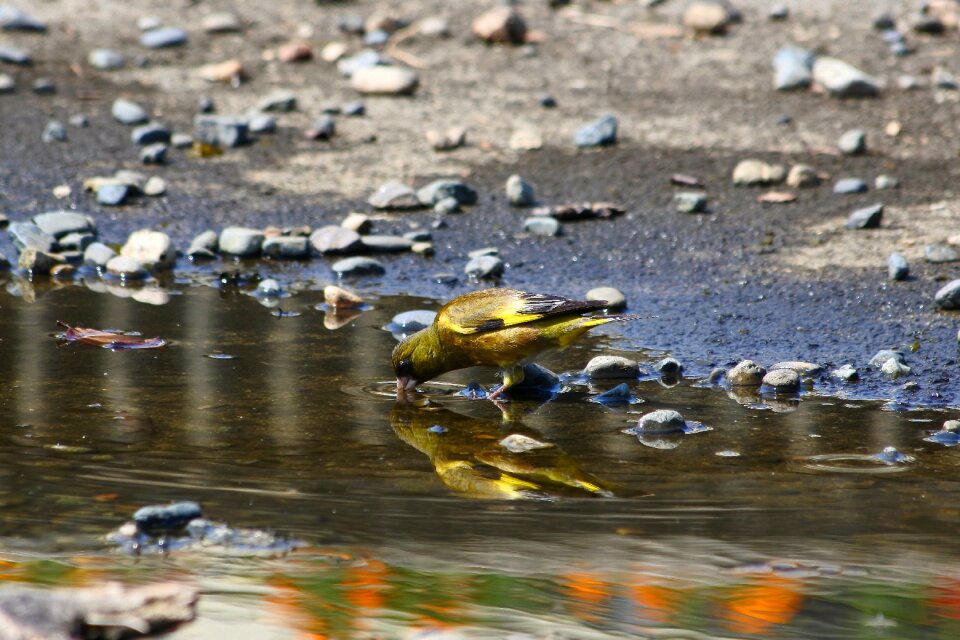 Wild birds pond water