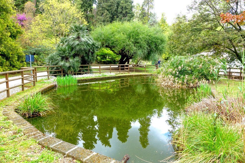 Aquatic plants - Orto botanico - Rome, Italy - DSC00090