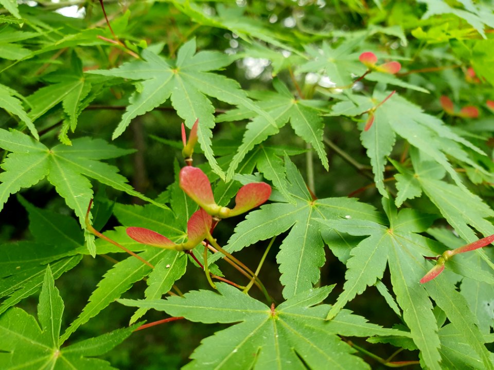 April plants at Institute for Nature Study 3
