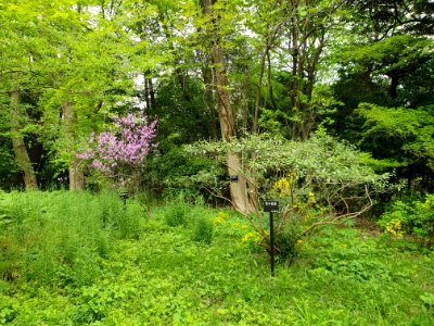 April plants at Institute for Nature Study 11