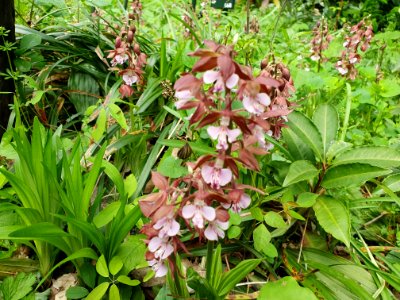 April plants at Institute for Nature Study 23