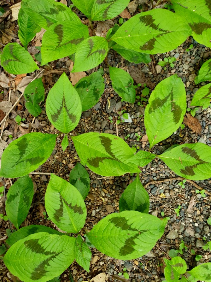 April plants at Institute for Nature Study 2