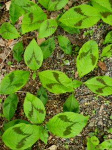 April plants at Institute for Nature Study 2