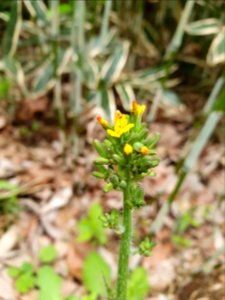 April plants at Institute for Nature Study 13