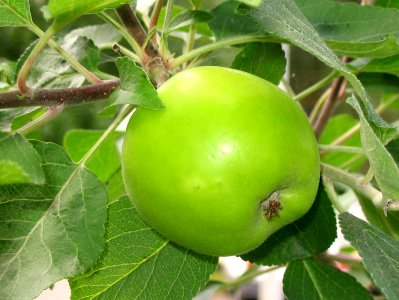 Apple tree Oulu 20040731
