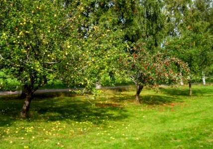 Apple trees in Barkedal 1 photo