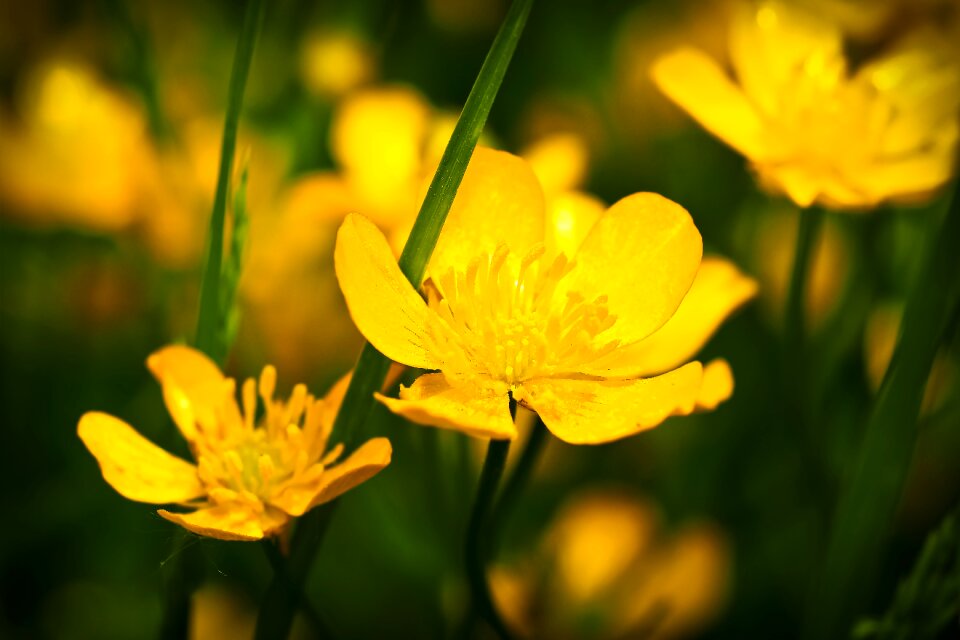 Blossom bloom nature