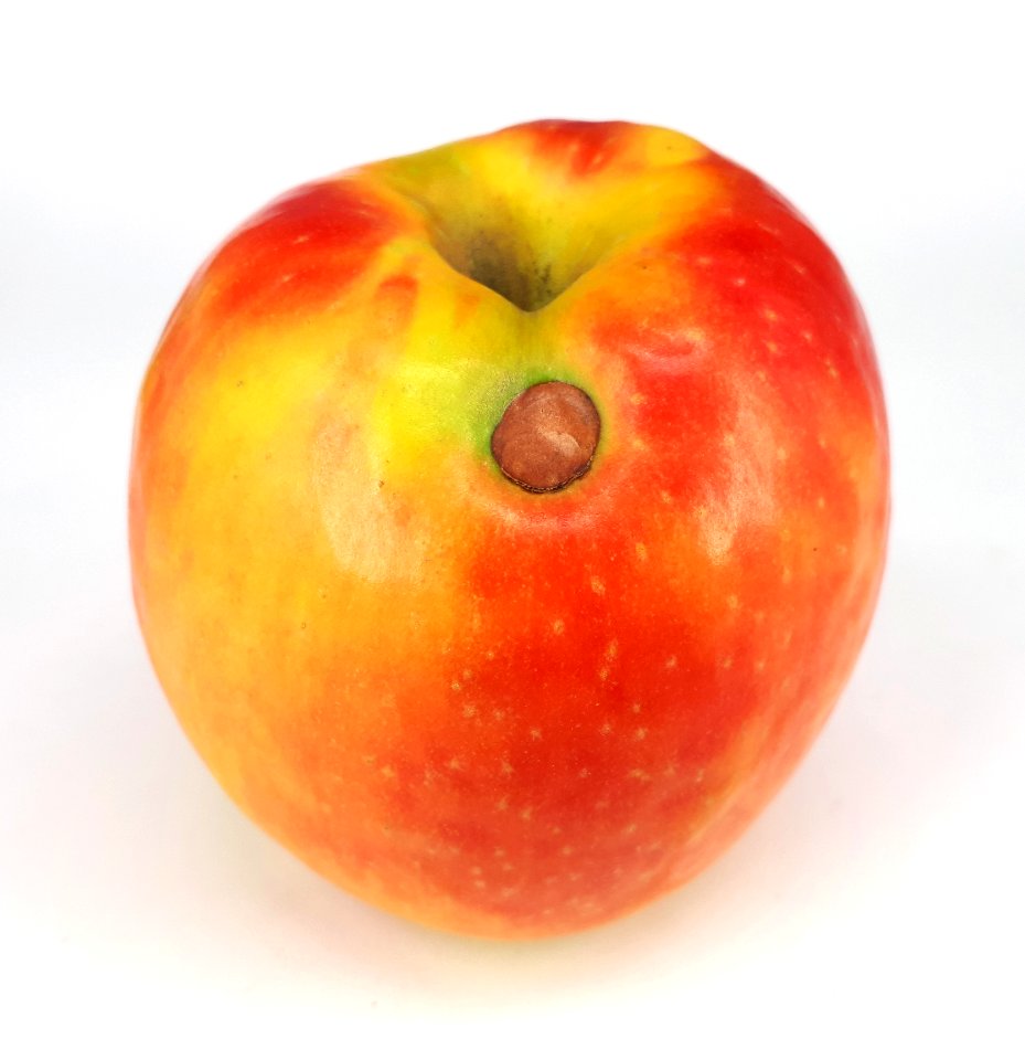 Apple scab 2017 D