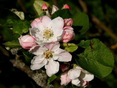Apple Blossom Ontario photo