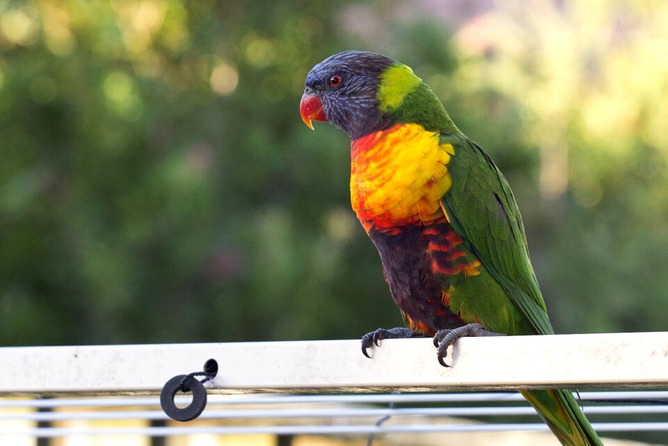 Beak beautiful beauty