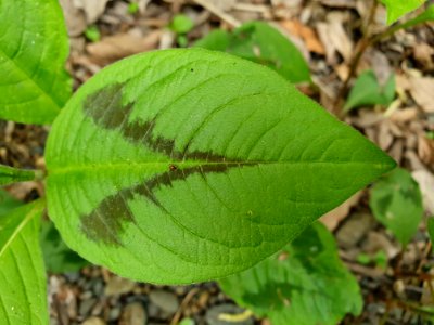 April plants at Institute for Nature Study