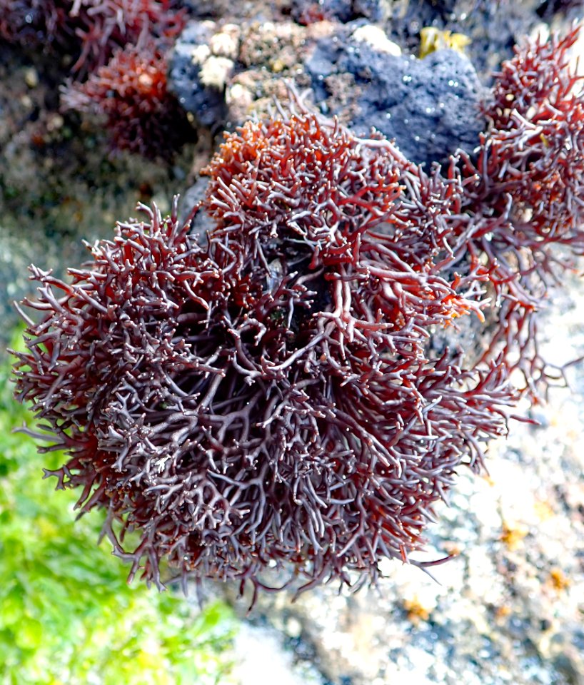 Apophlaea lyallii by Peter de Lange2