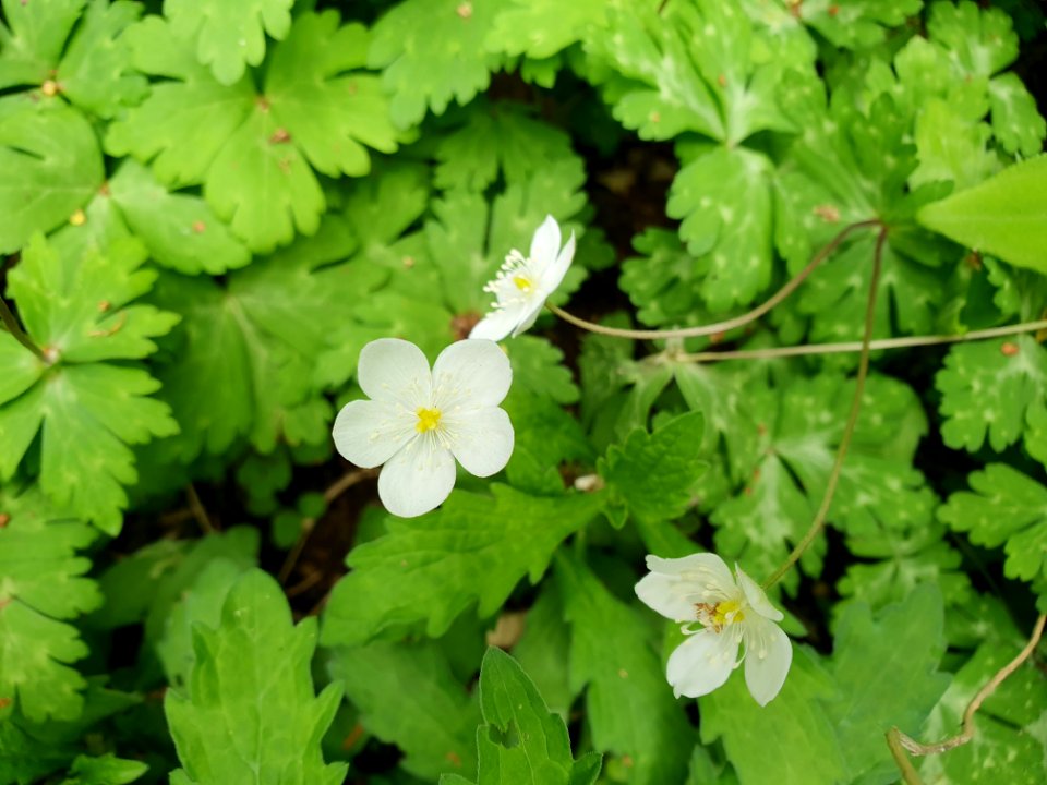 April plants at Institute for Nature Study 24