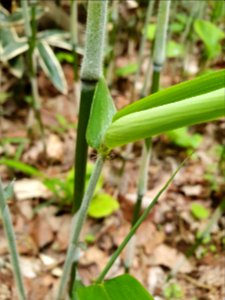 April plants at Institute for Nature Study 12