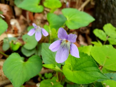 April plants at Institute for Nature Study 14