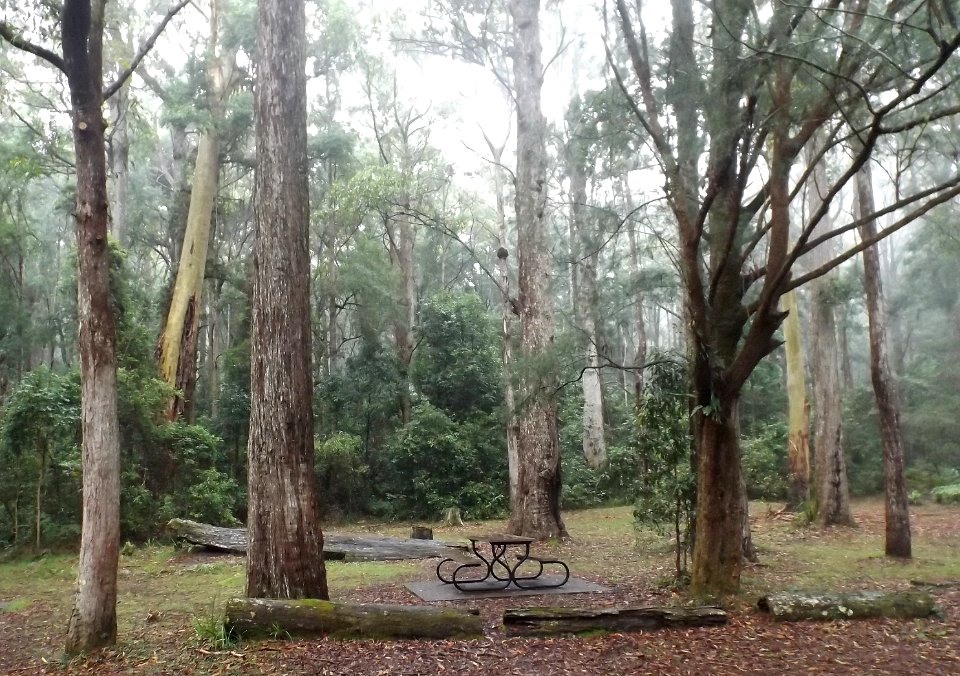 Apple Tree Park, Springbrook, Queensland photo